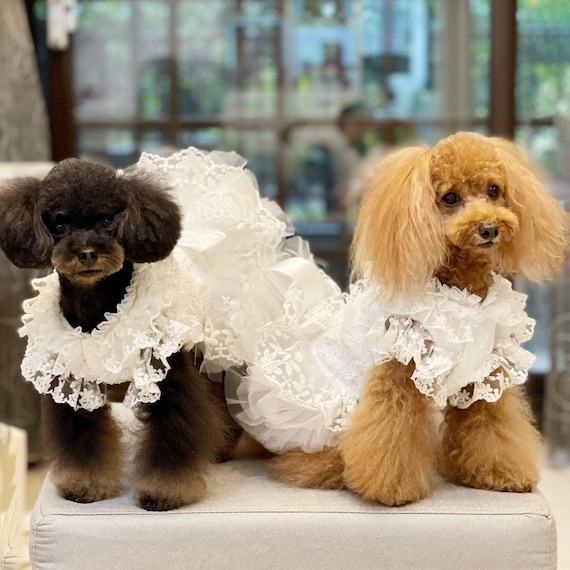 Dog Bridesmaid Dress: Perfect Attire for Your Pups Special Day