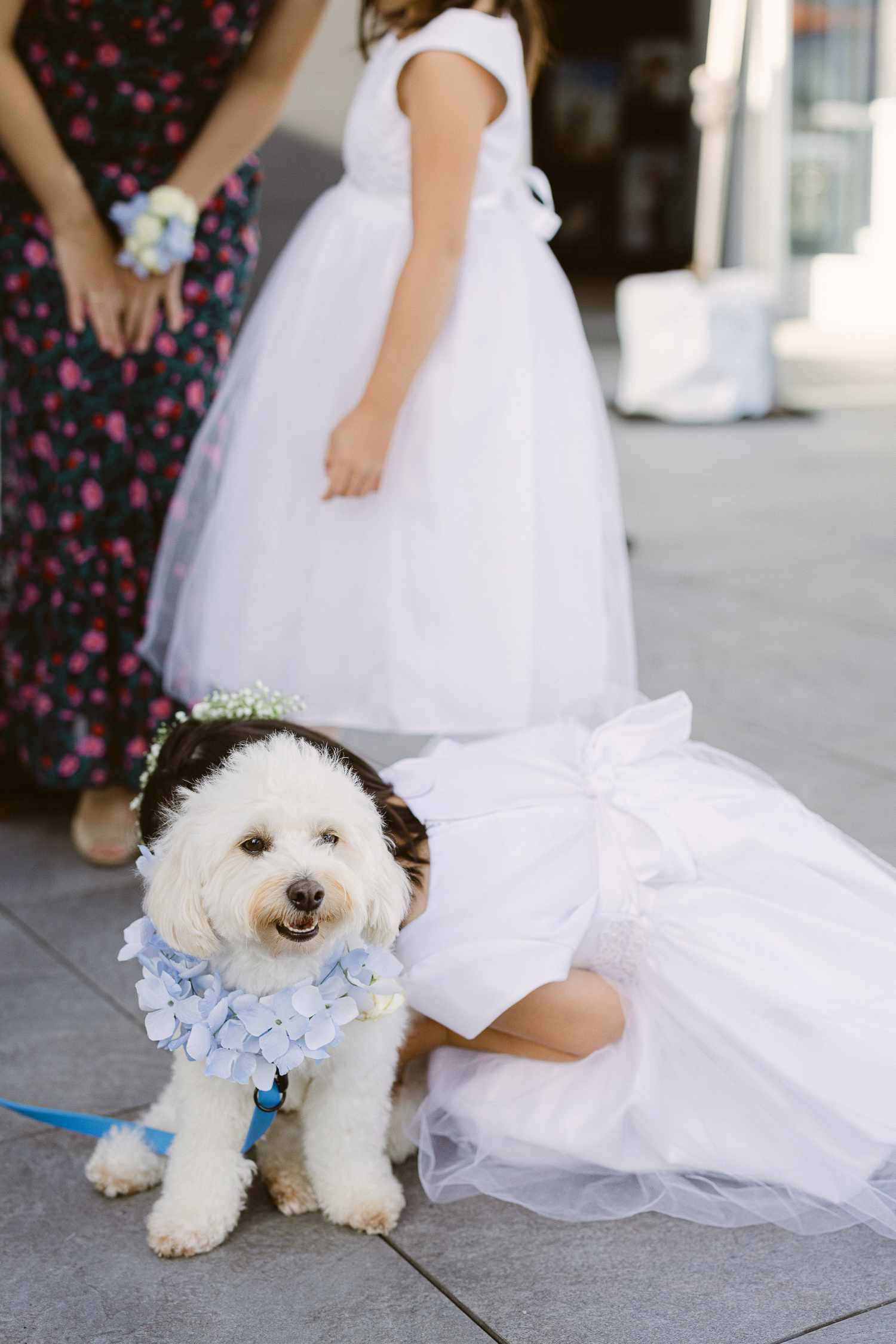 Dog Bride Dress Inspiration (Adorable Pictures and Ideas for Your Fur Baby)