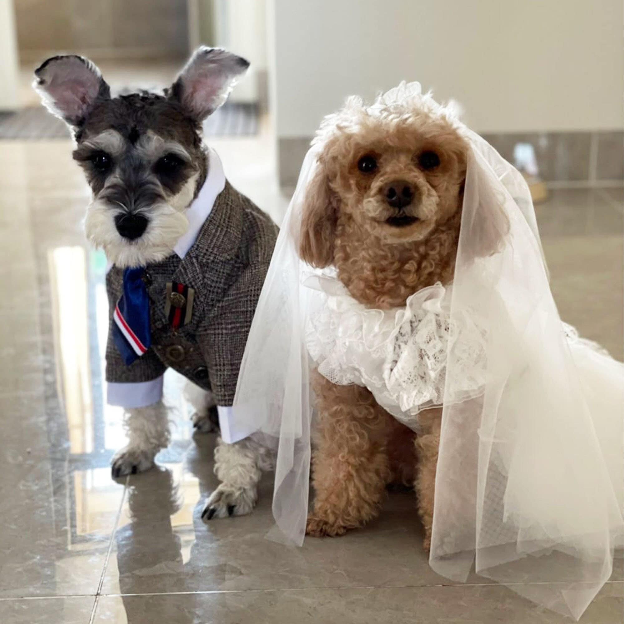 Custom Dog Bridesmaid Dresses: Make Your Dog Part of Your Big Day