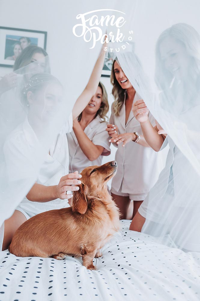 Making Memories: Wedding Photography Ideas with Your Dogs