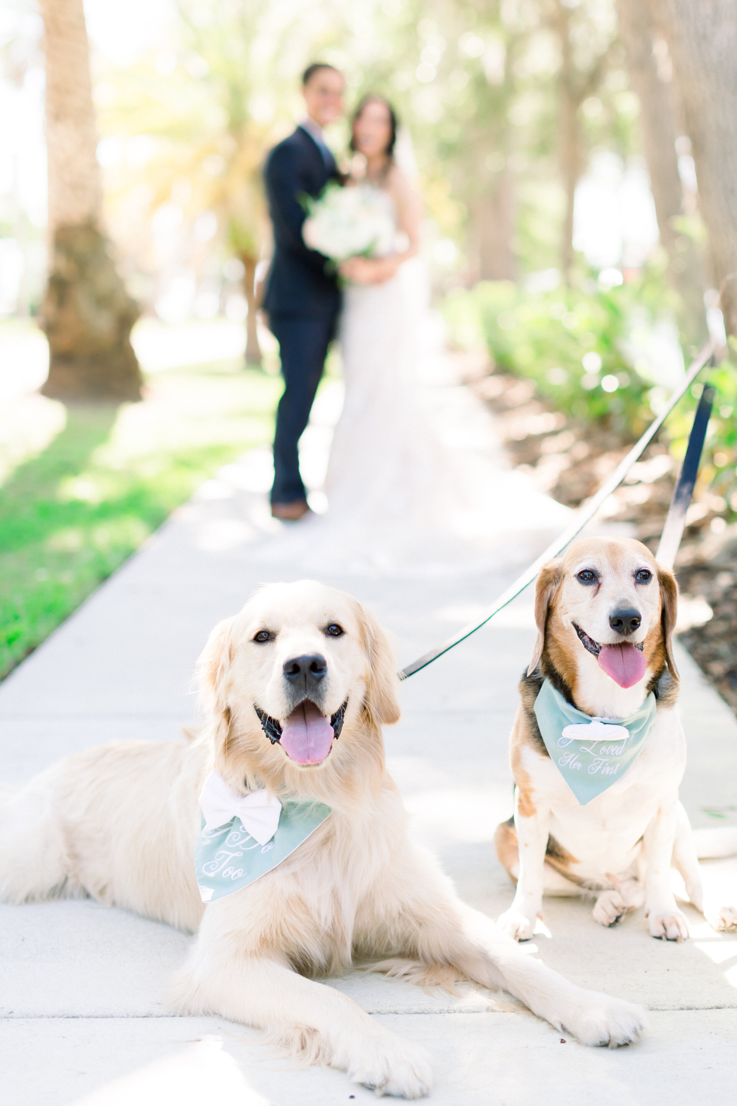 Making Memories: Wedding Photography Ideas with Your Dogs