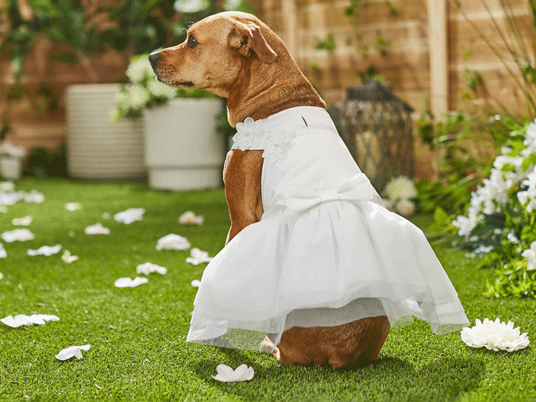 Styling your dog bridesmaid dress: ideas to make your furry friend look their best.